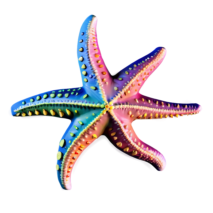 Detailed Starfish Anatomy Png Xed