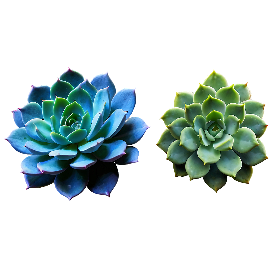 Detailed Succulent Png 54