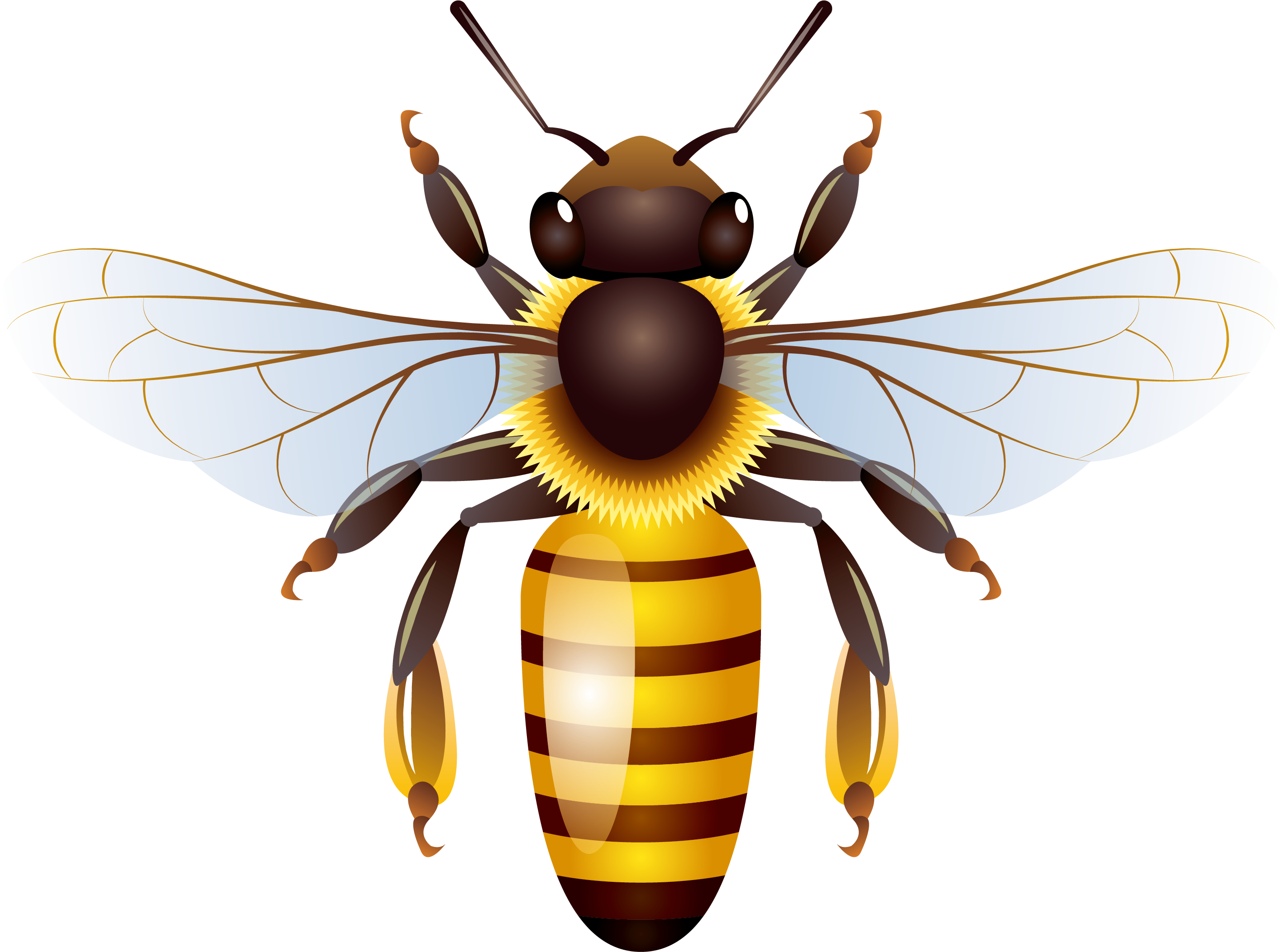 Detailed Wasp Illustration.png