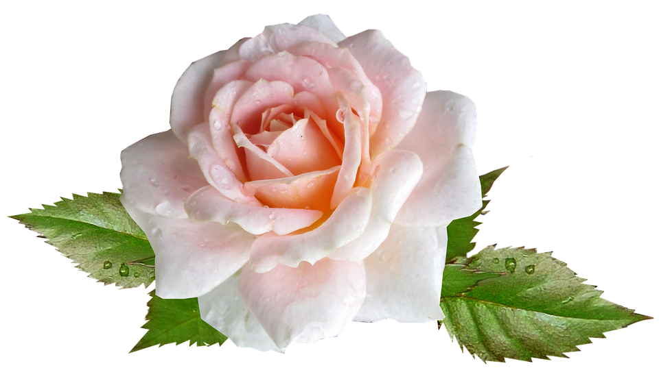 Dew Kissed Pink Rose.png