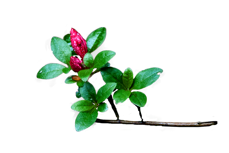 Dew Kissed Red Berriesand Green Leaves