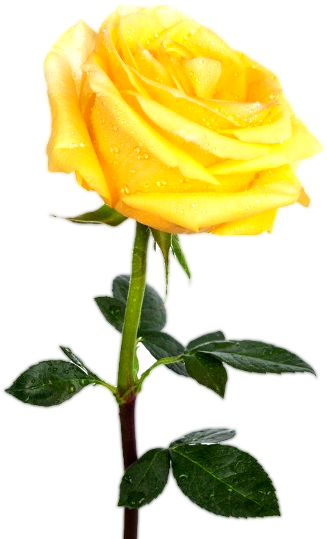 Dew Kissed Yellow Rose.png