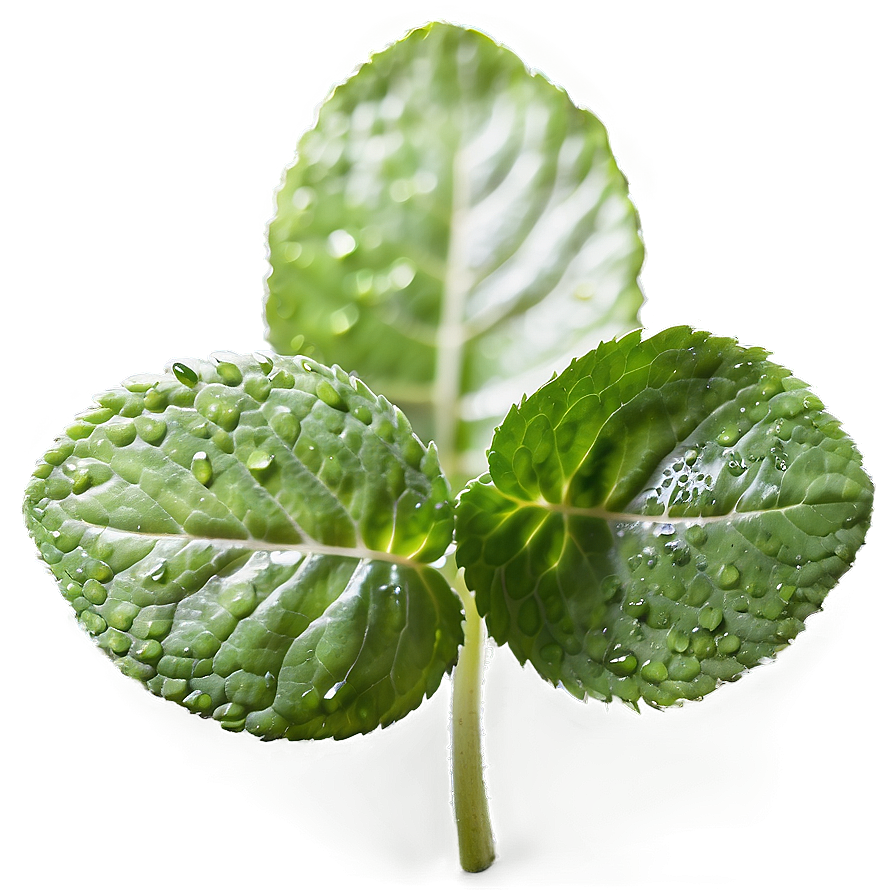 Dewy Mint Leaves Png Ujm