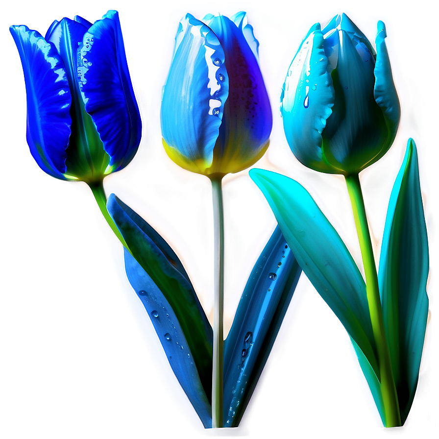 Dewy Tulip Png 76