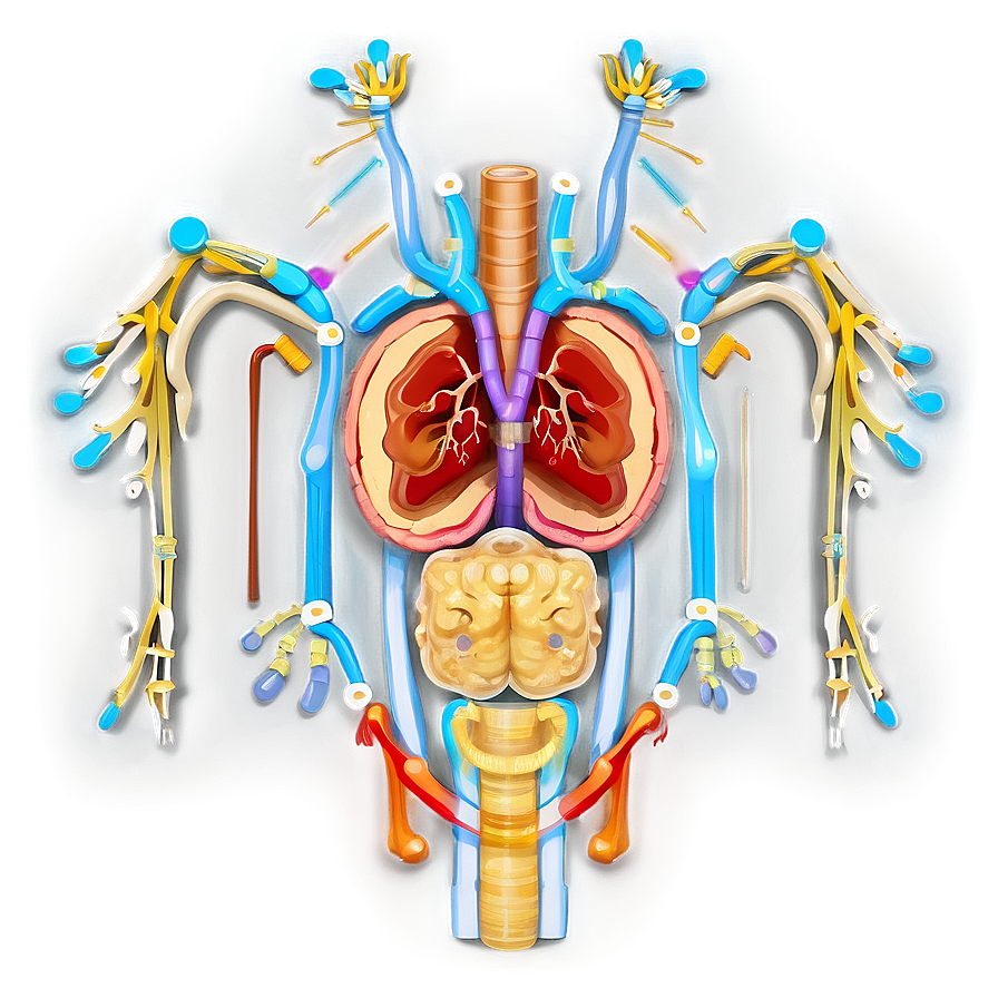 Digestive System Process Png Dle