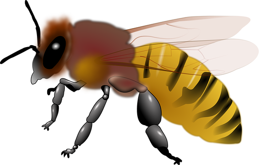 Digital Art Honeybee Illustration