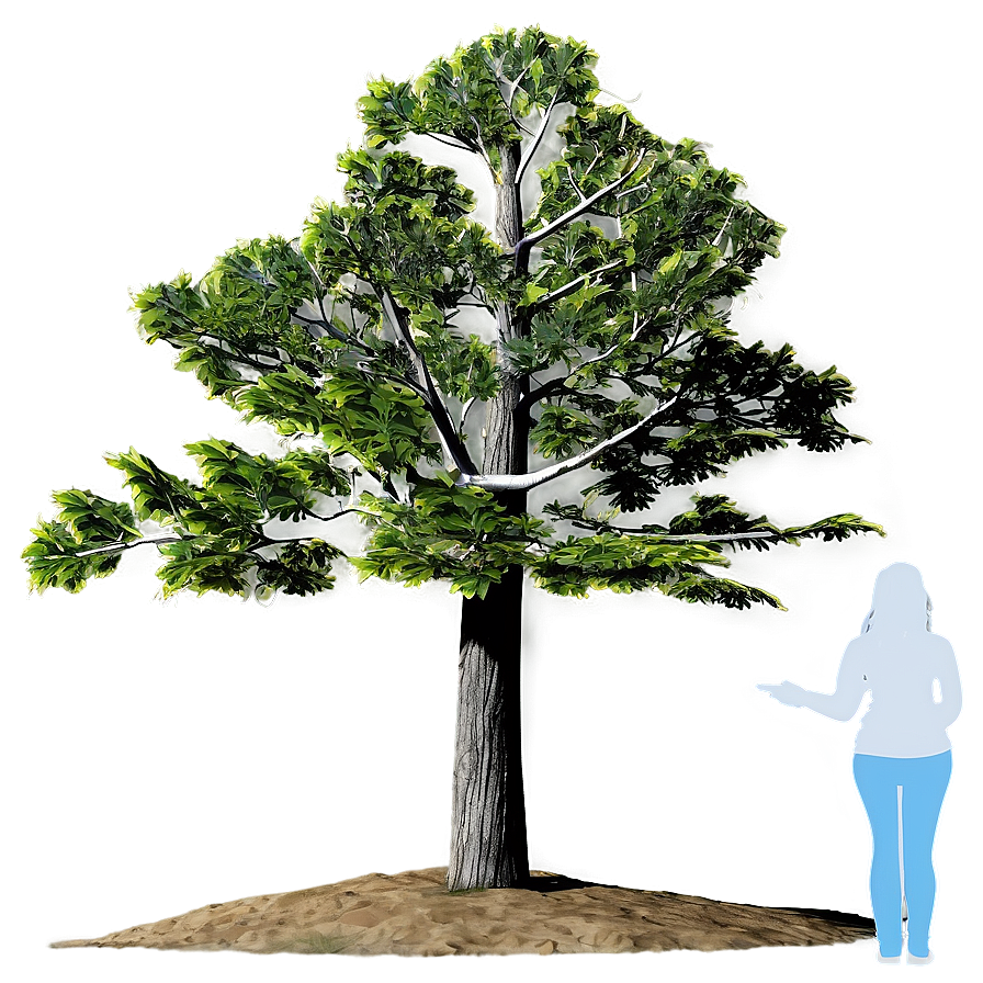 Digital Tree Elevation Png 06262024