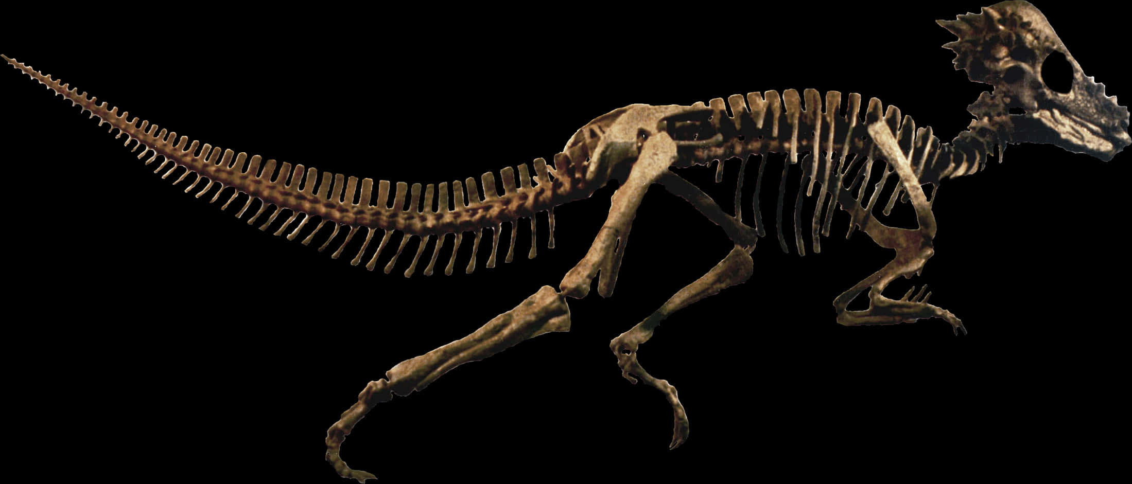 Dinosaur Skeleton Profile