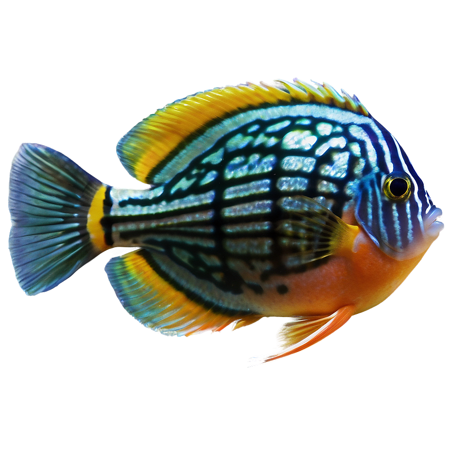 Discus Fish Transparent Png Olj