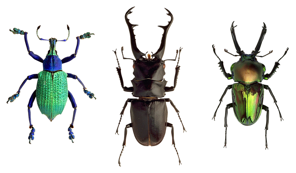 Diverse Beetle Species