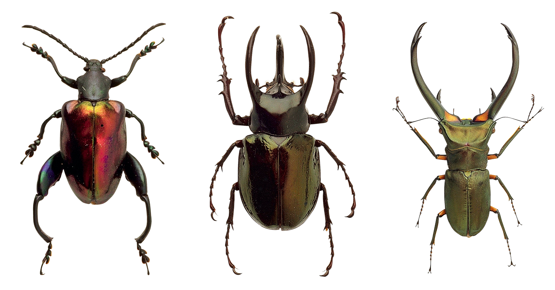 Diverse Beetle Species