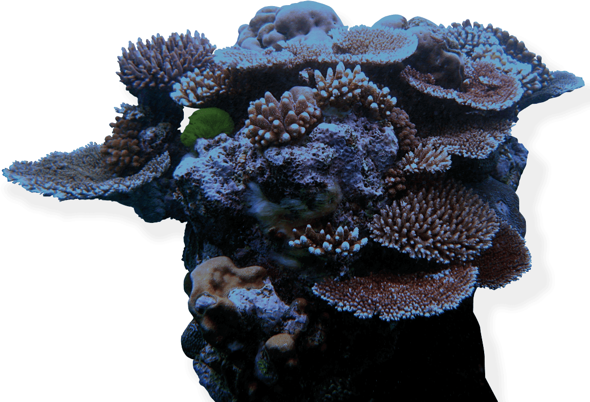 Diverse Coral Formation.png