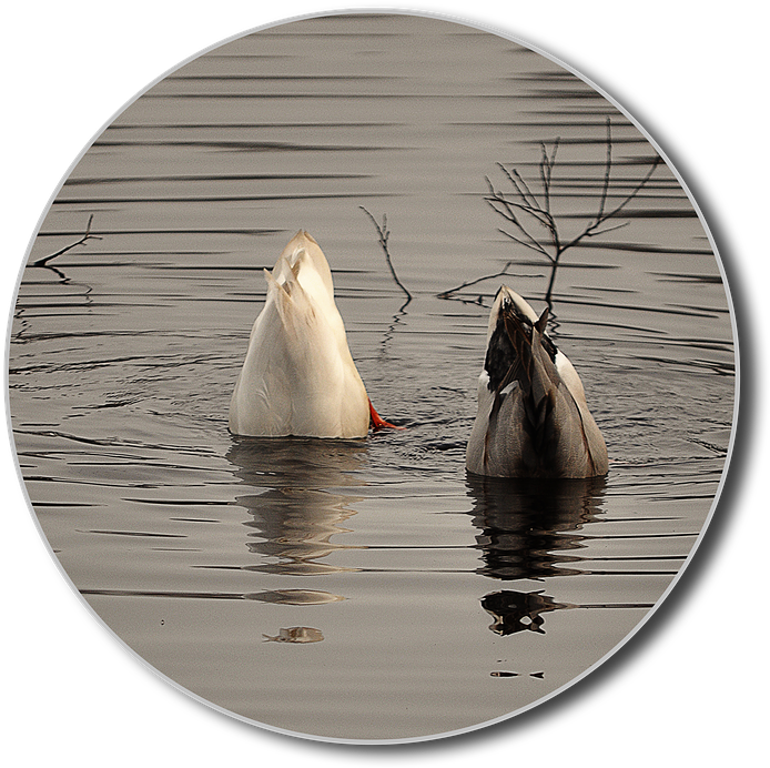 Diving Ducks Synchronized Feeding