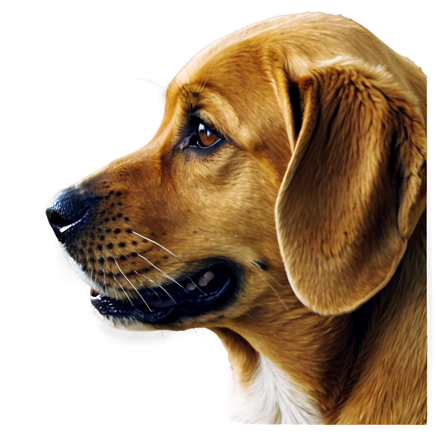 Dog Face Profile View Png Qmm