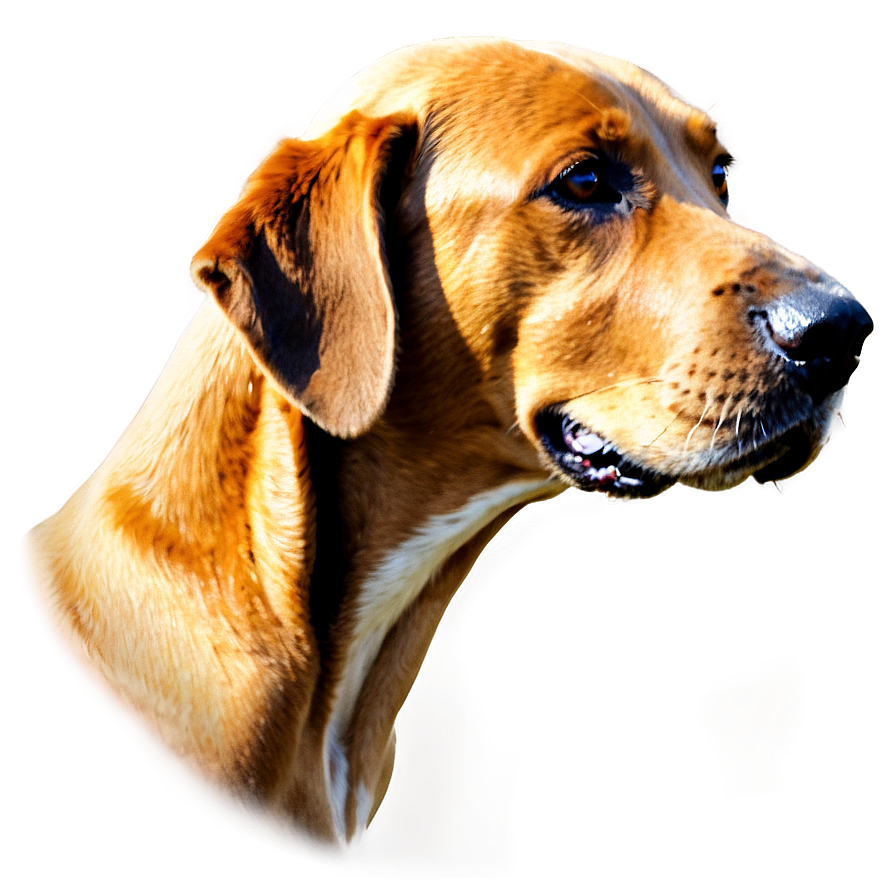 Dog Head Side View Png 06212024