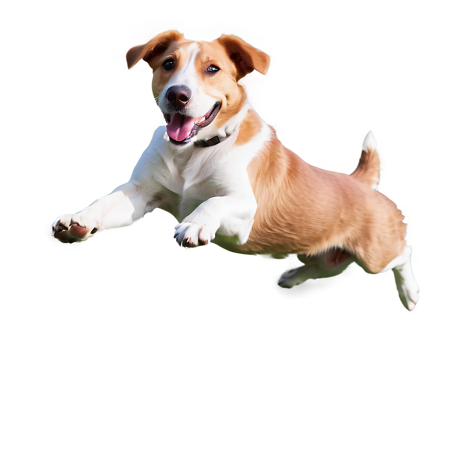 Dog Jumping Transparent Png 81