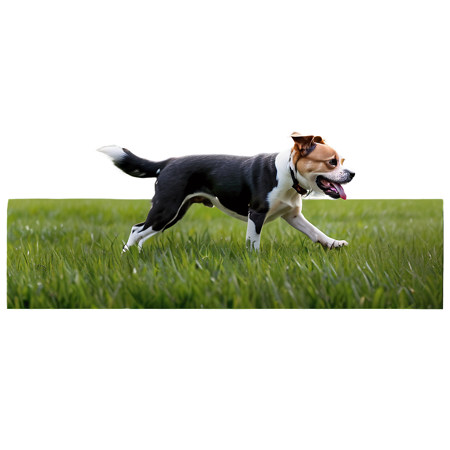 Dog Walking Field Png Jyt