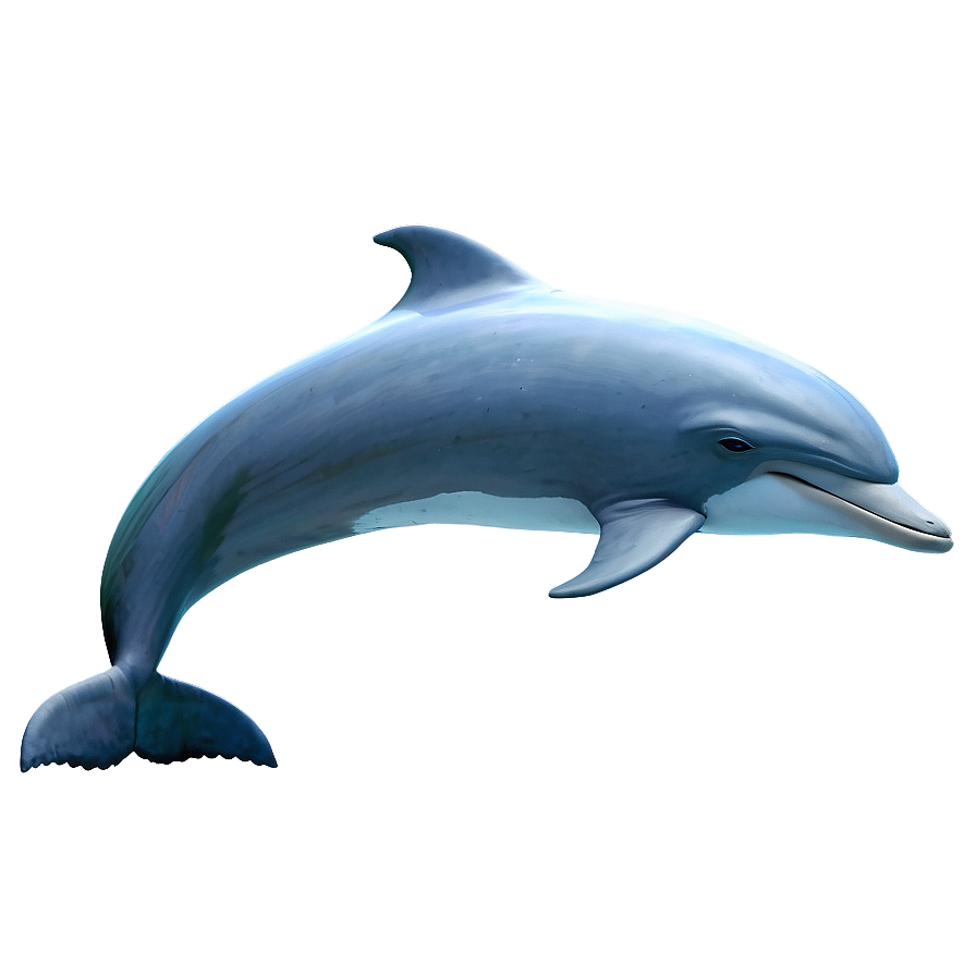 Dolphin And Moon Png Liy