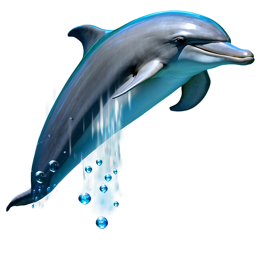 Dolphin Clipart Png Glr73