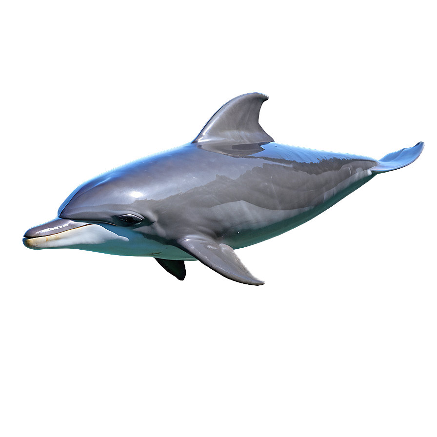 Dolphin Friendship Png 5