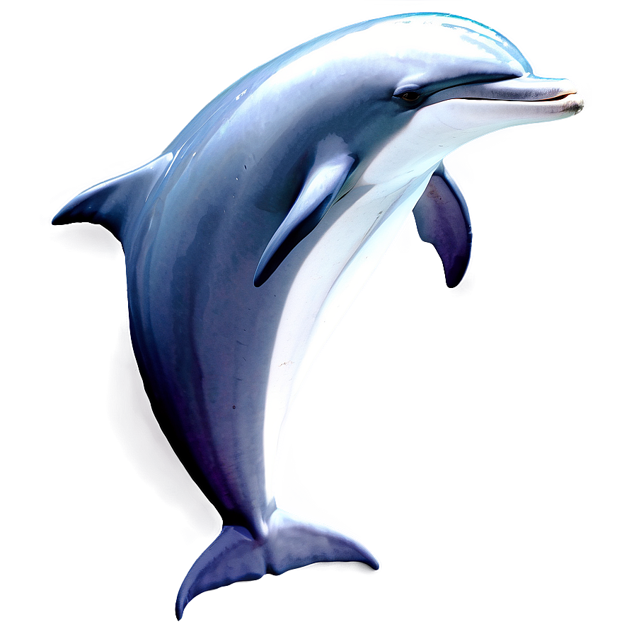 Dolphin Graphic Png Jvw