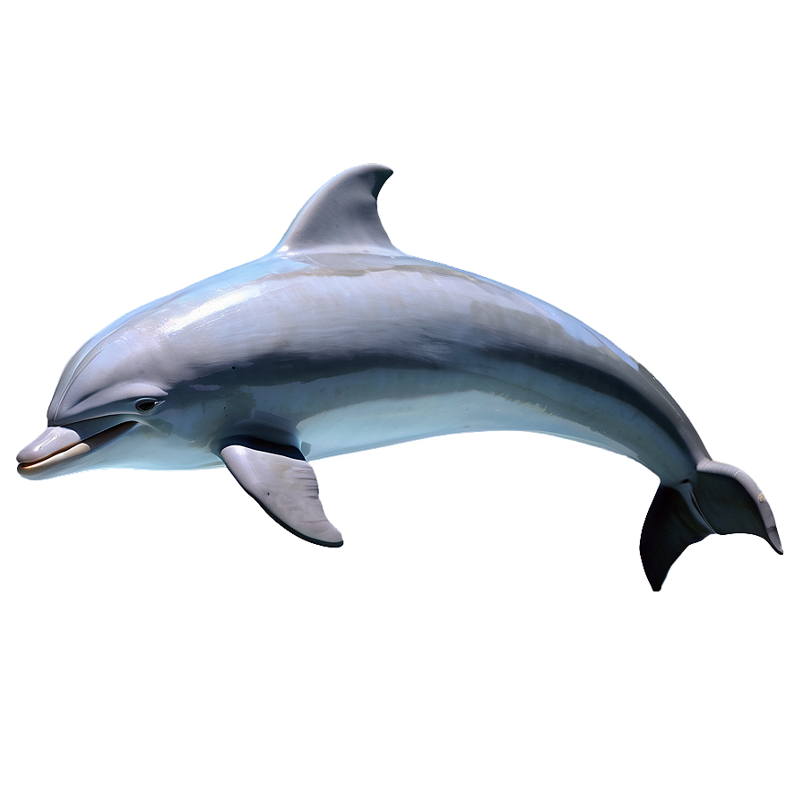 Dolphin Illustration Png Jef27