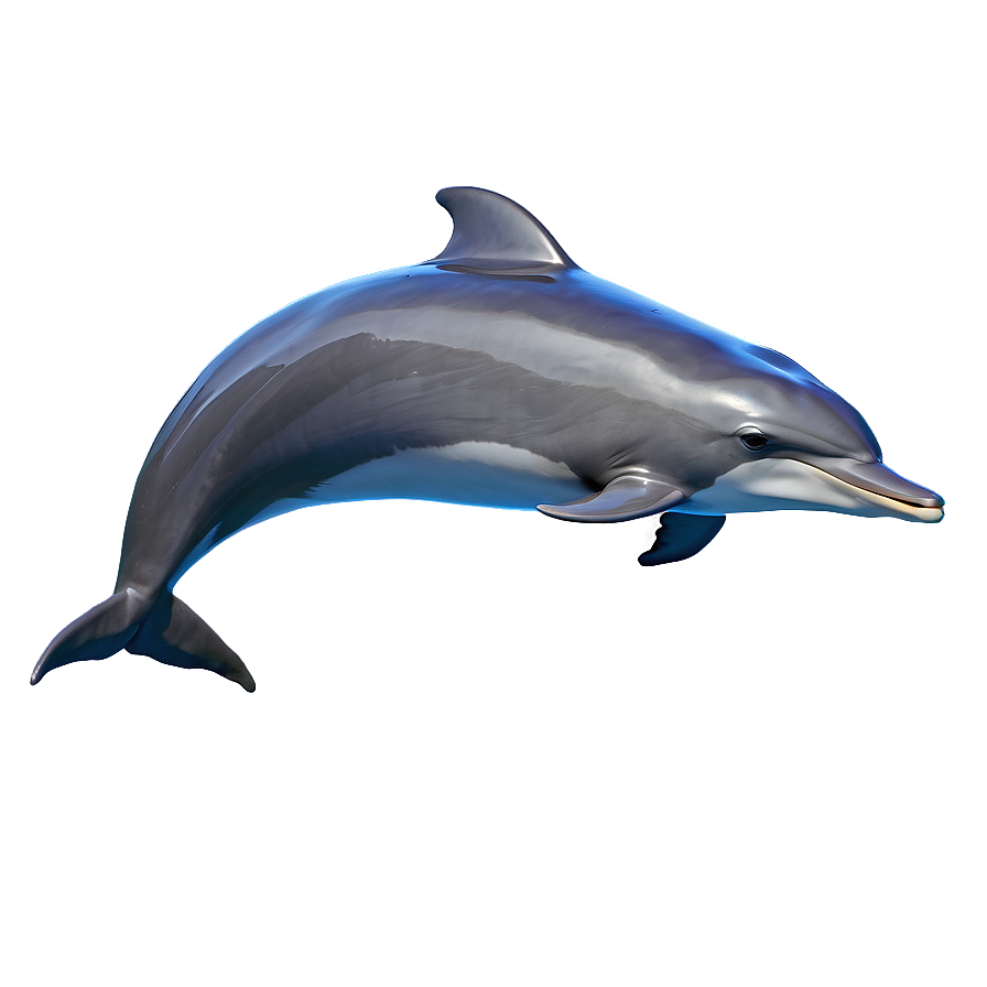 Dolphin Sunset Png 18