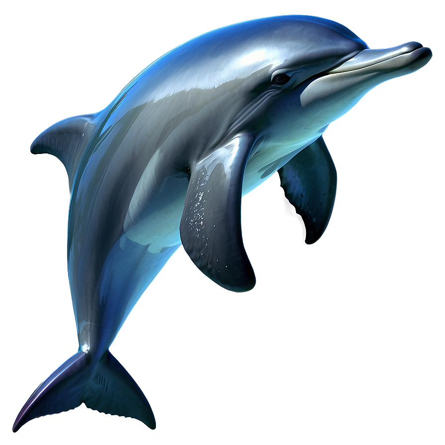Dolphin Vector Png Mfy