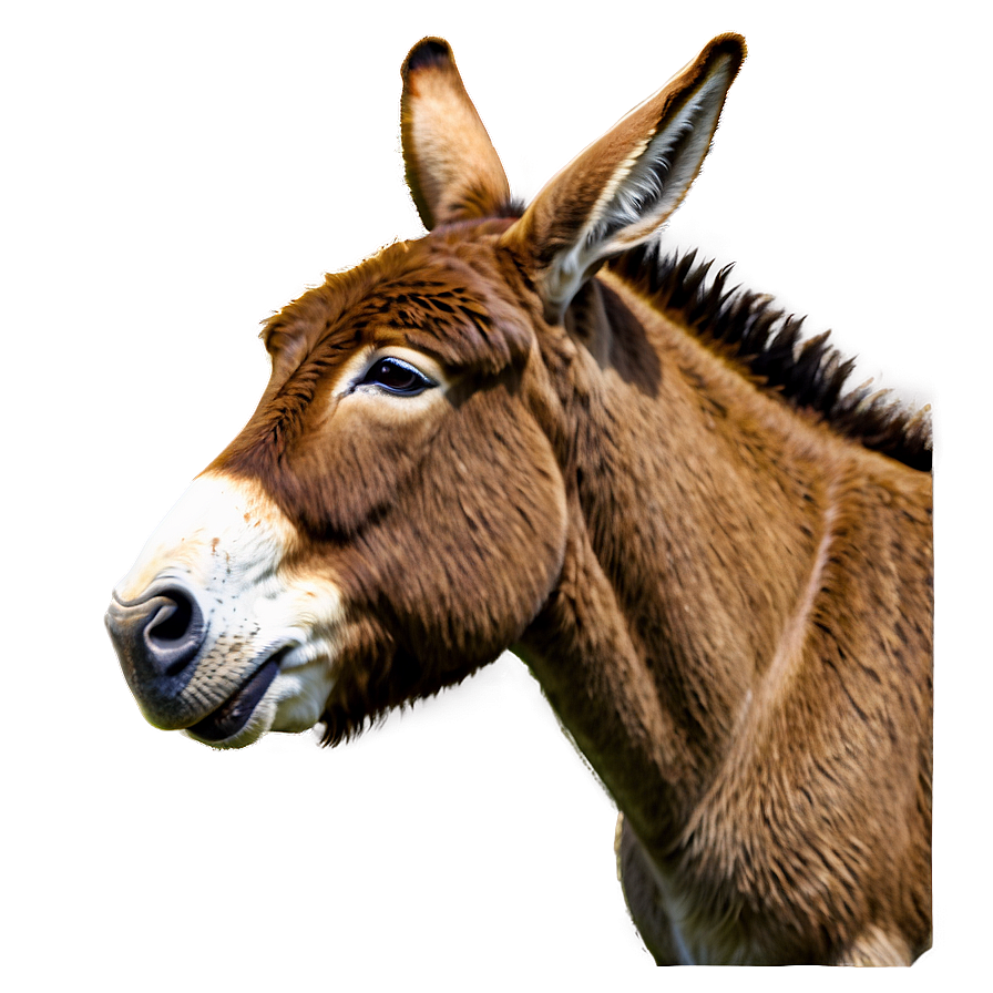 Donkey Head Png Qeo33