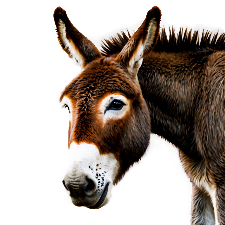 Donkey Illustration Png Aij30