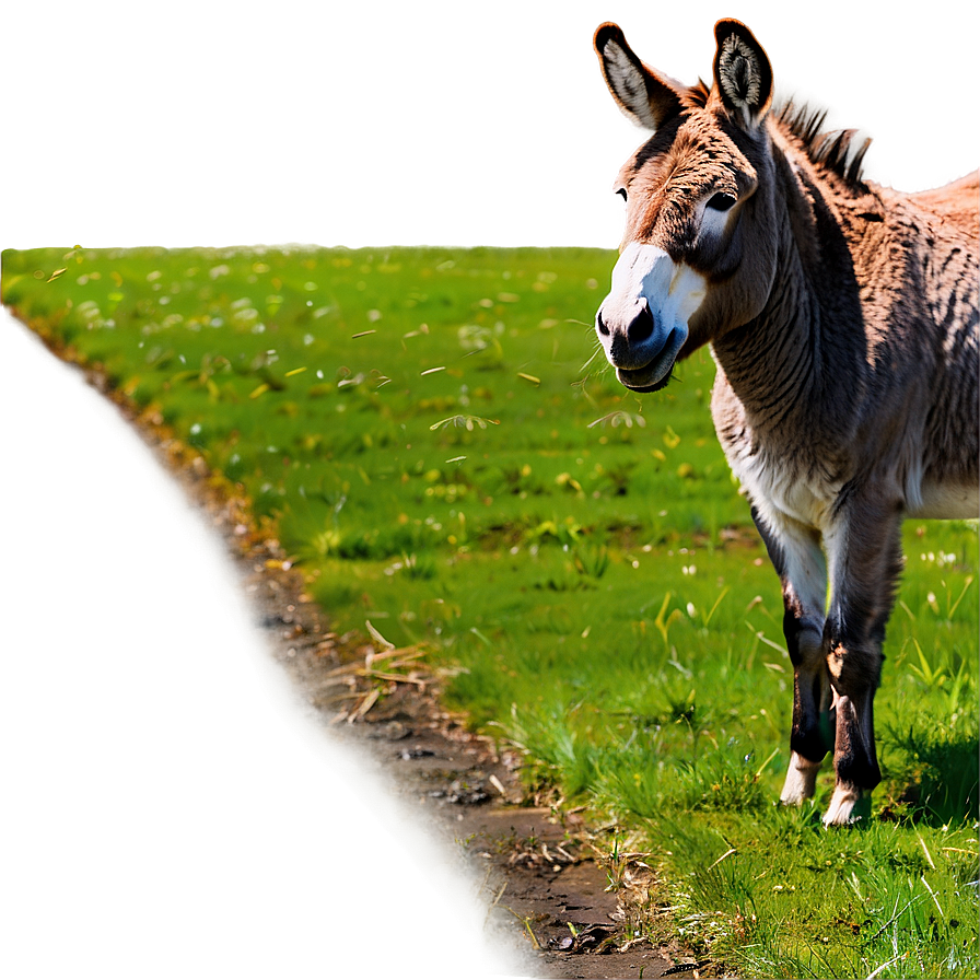 Donkey In Field Png Lar