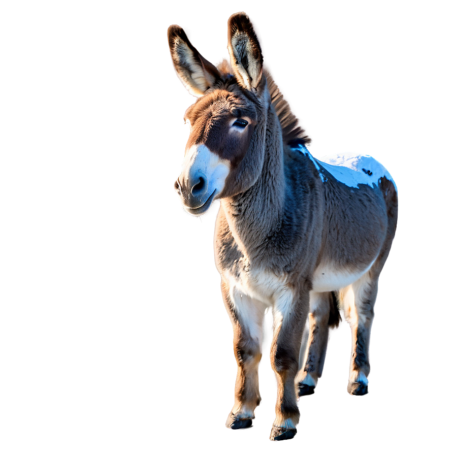 Donkey In Snow Png 72