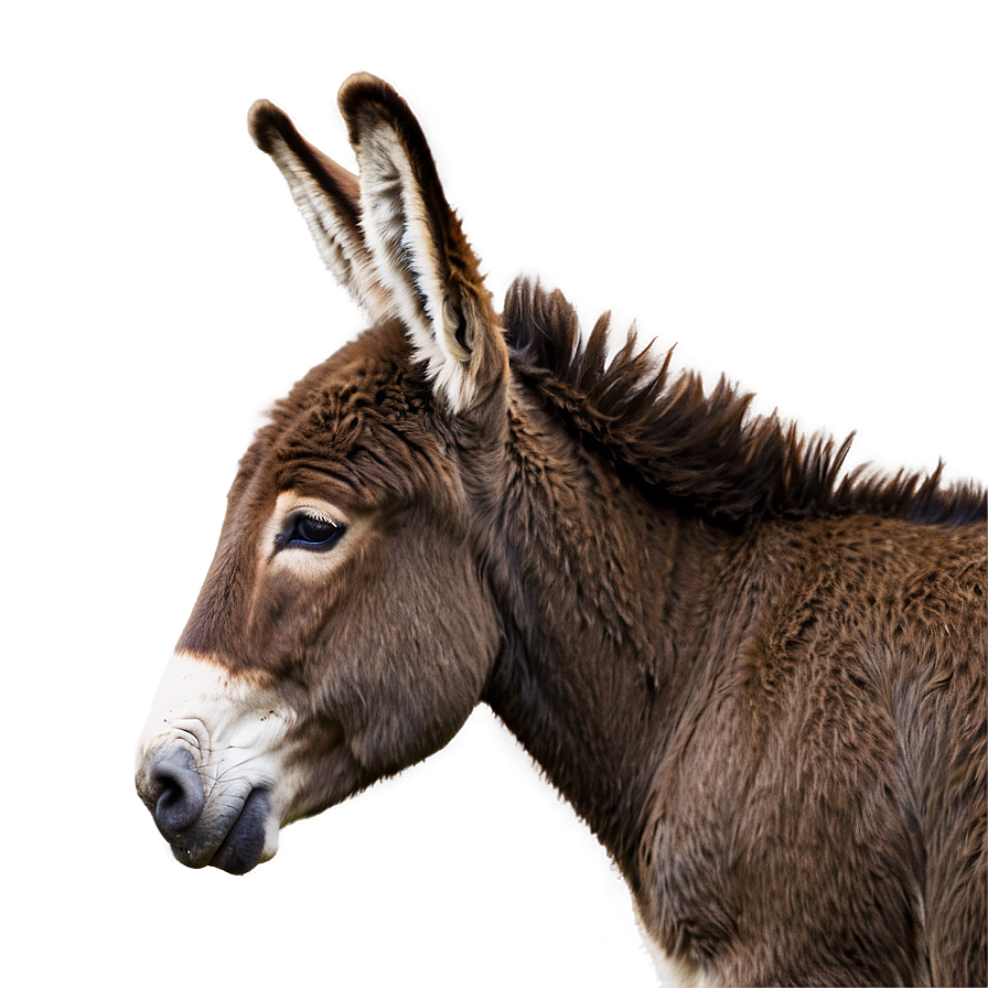 Donkey Profile View Png Maa31