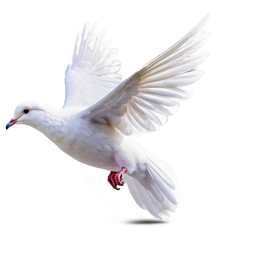 Dove Carrying Letter Png 05042024