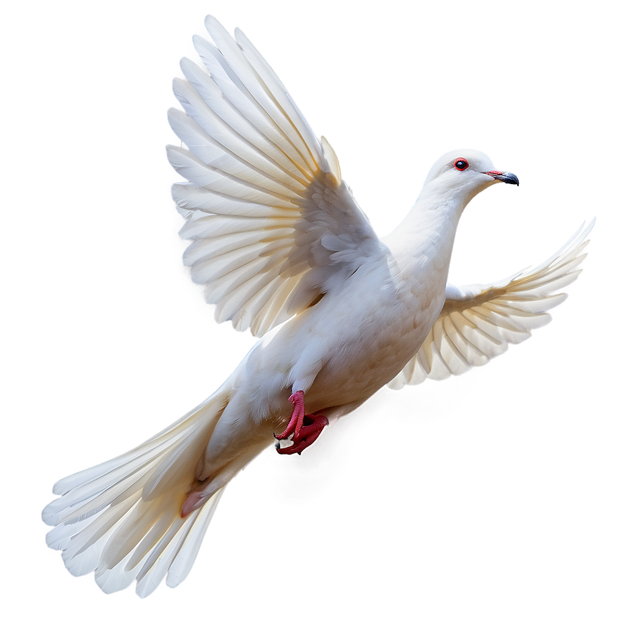 Dove Flying Png 66