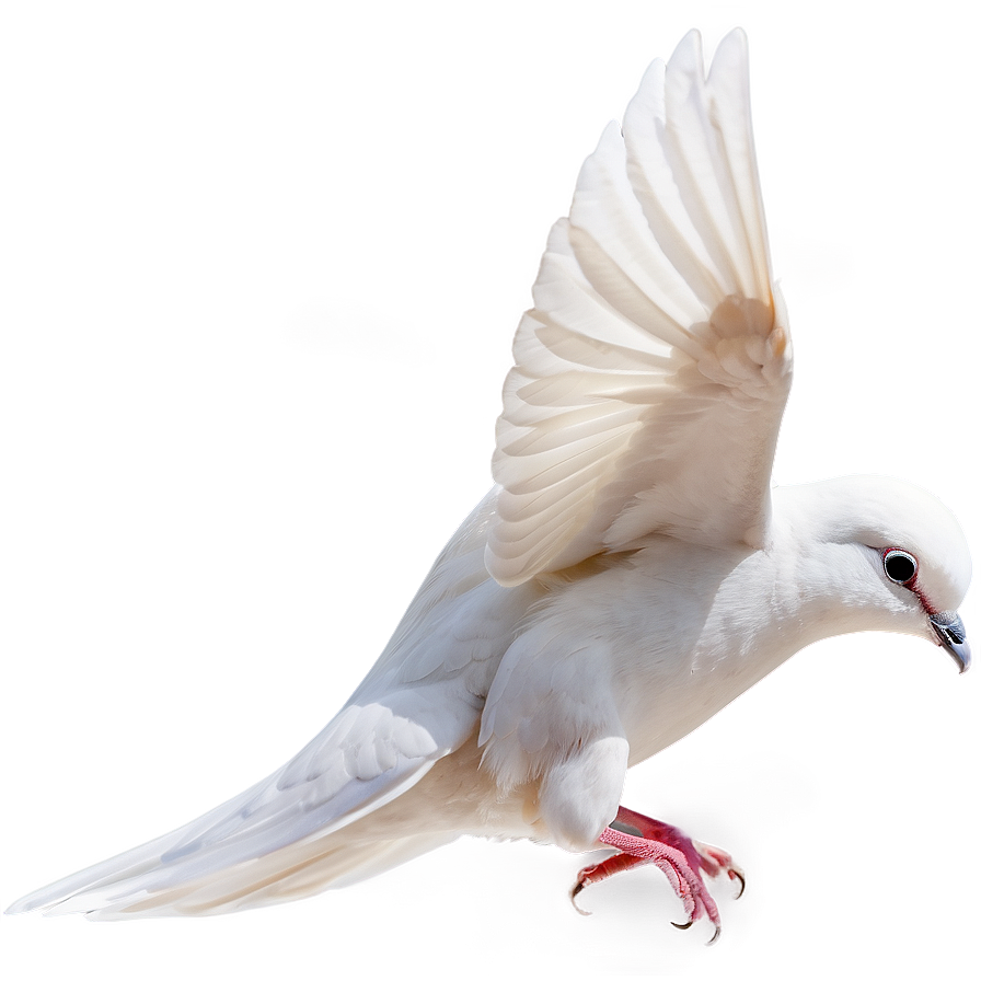 Dove Profile Png Aup