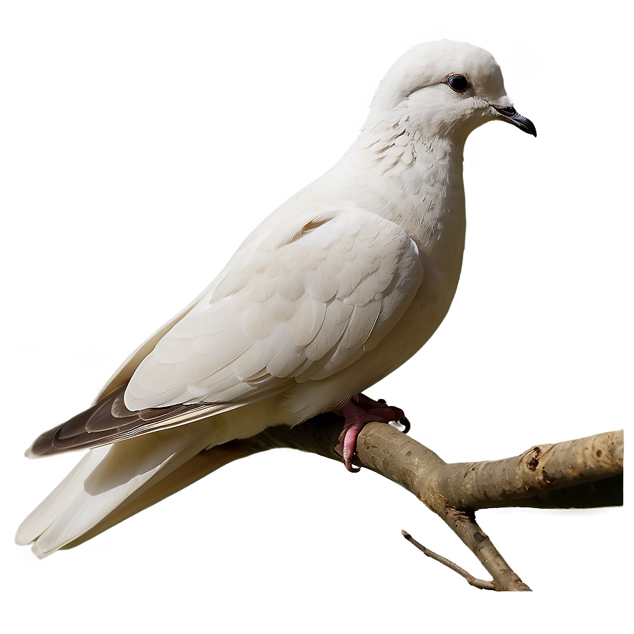 Dove Profile Png Rjr78