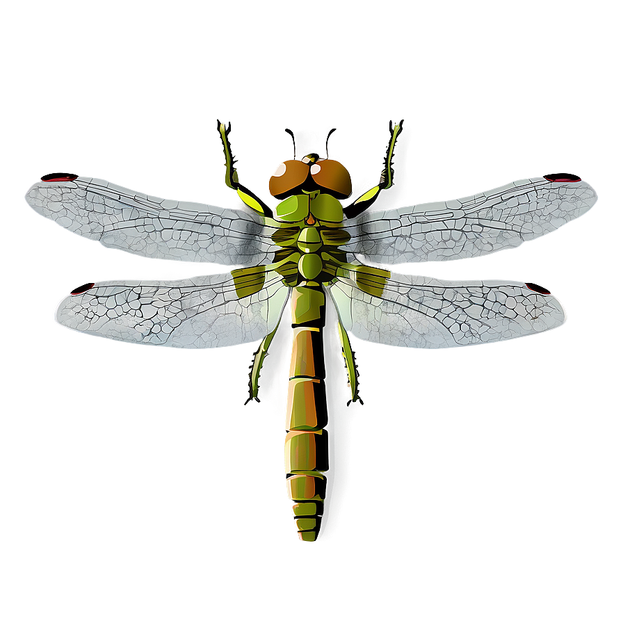 Dragonfly Illustration Png 27