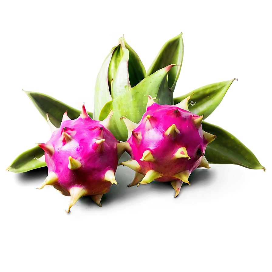 Dragonfruit Illustration Png Bix50