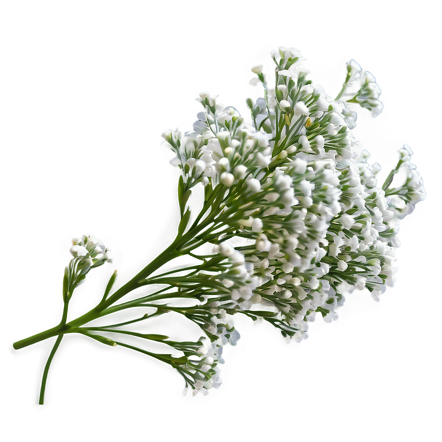 Dreamy Babys Breath Cloud Png 06132024