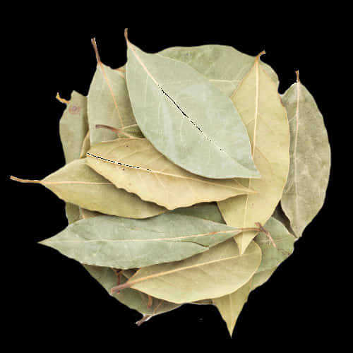 Dried Bay Leaves Stacked