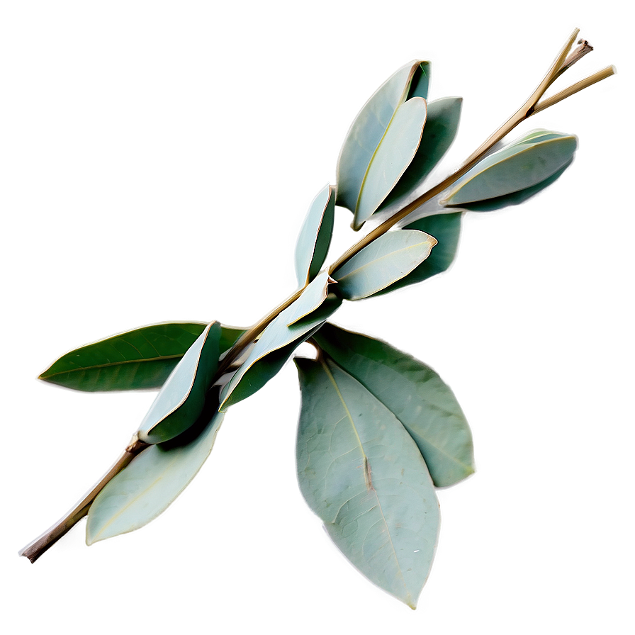 Dried Eucalyptus Bundle Png 05242024