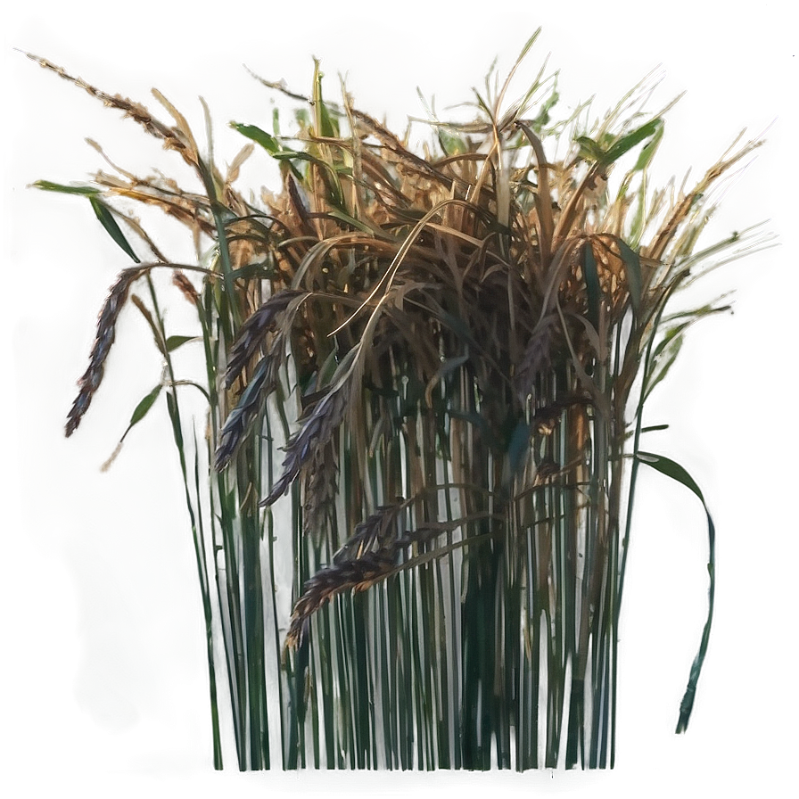 Dried Grass Clippings Png 11