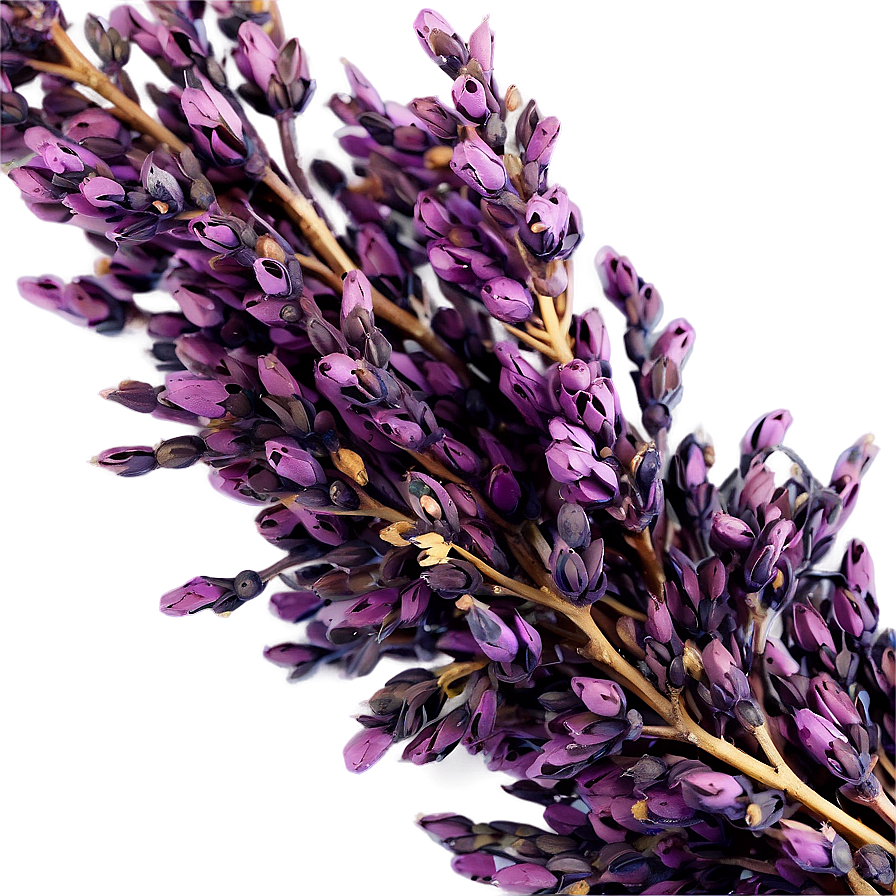 Dried Heather Decoration Png Abc33