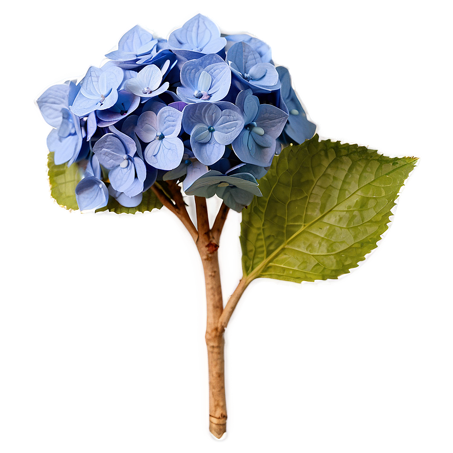 Dried Hydrangea Png 79