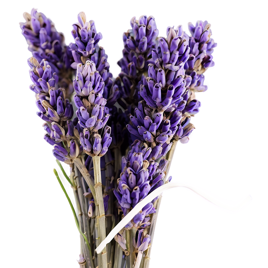 Dried Lavender Bunch Png 05062024