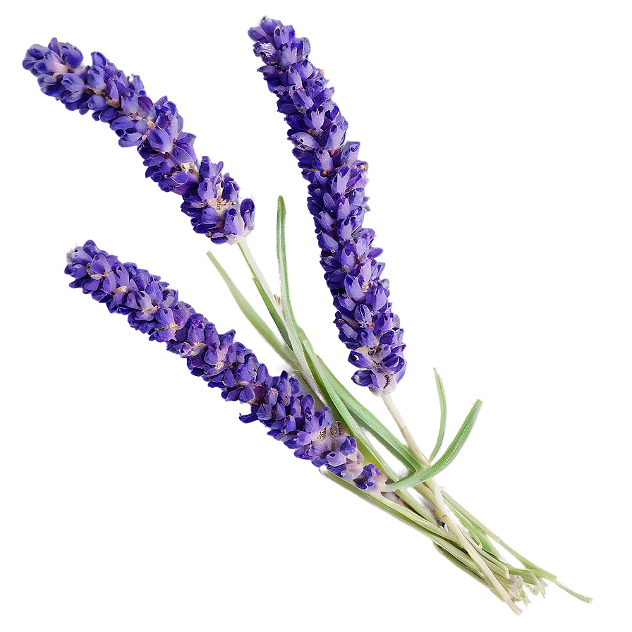 Dried Lavender Bunch Png 06132024