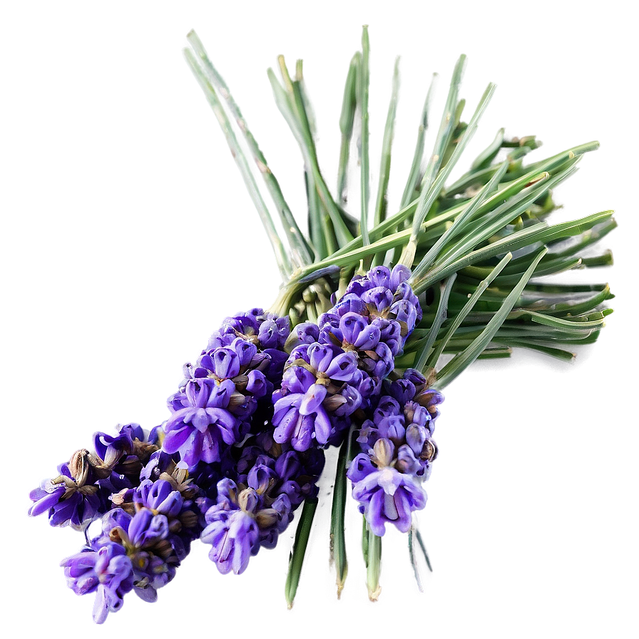 Dried Lavender Bunch Png Erh33