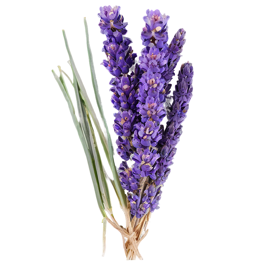 Dried Lavender Bunch Png Xeb80