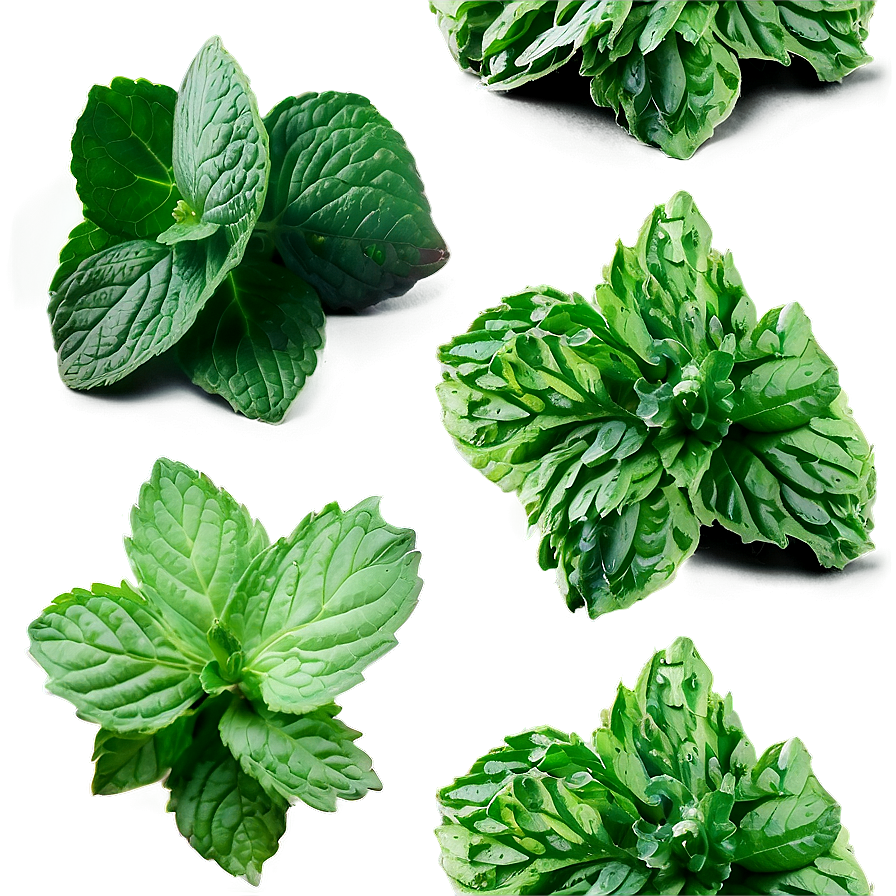 Dried Mint Leaves Png 91